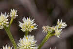 Baldwin's milkwort